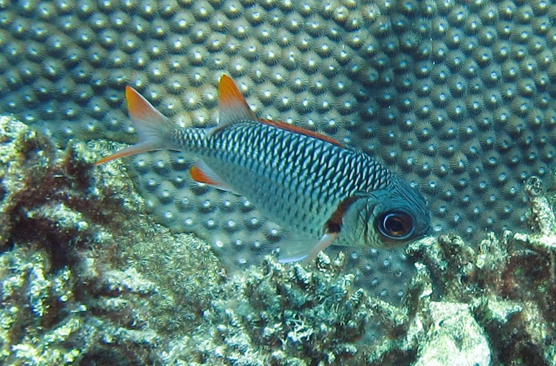 Bawah Underwater 245