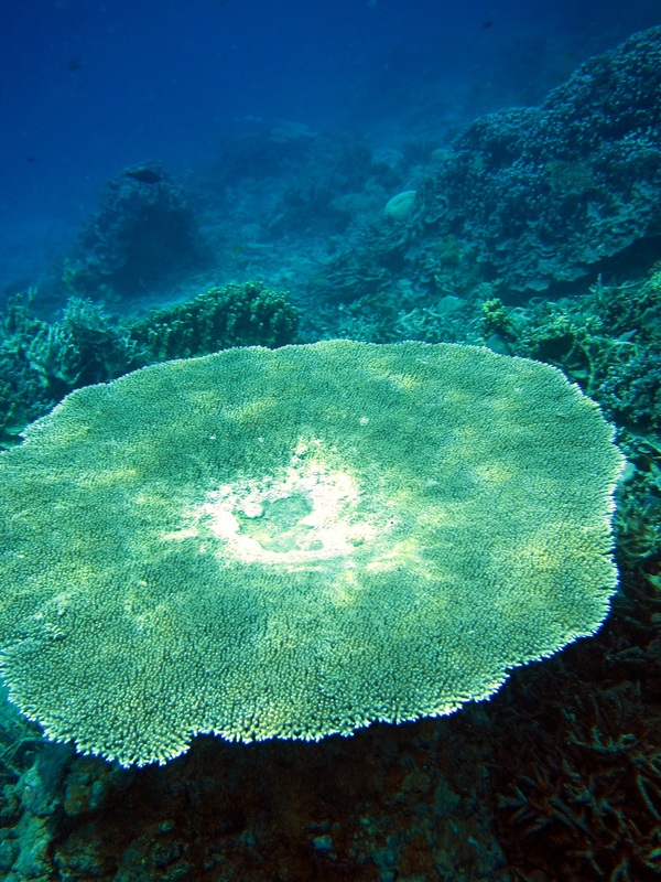 Bawah Underwater 246