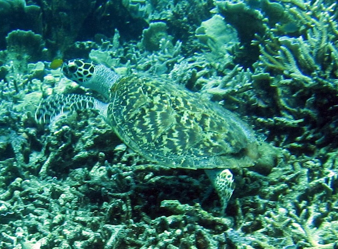 Bawah Underwater 247