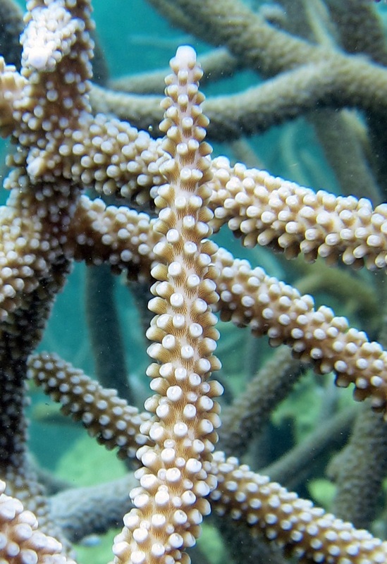 Bawah Underwater 248