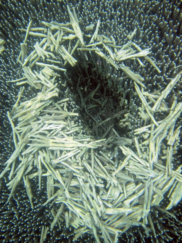 Bawah Underwater 249