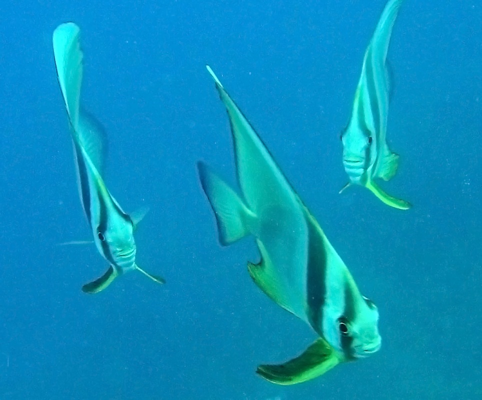 Bawah Underwater 250