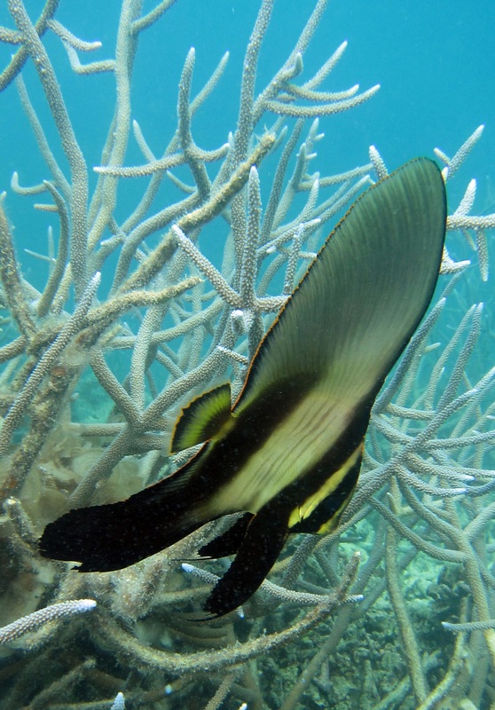 Bawah Underwater 251
