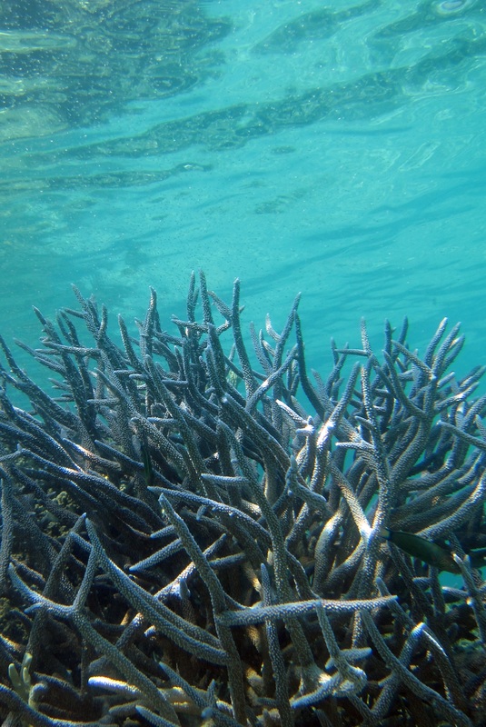Bawah Underwater 252