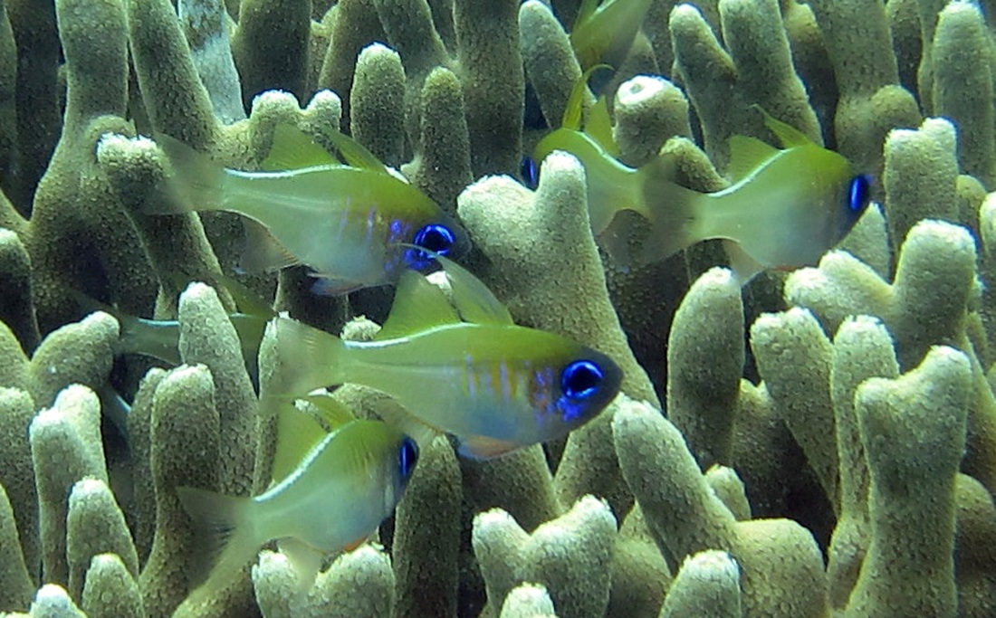 Bawah Underwater 253