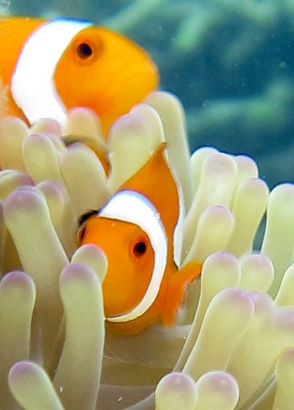 Bawah Underwater 254