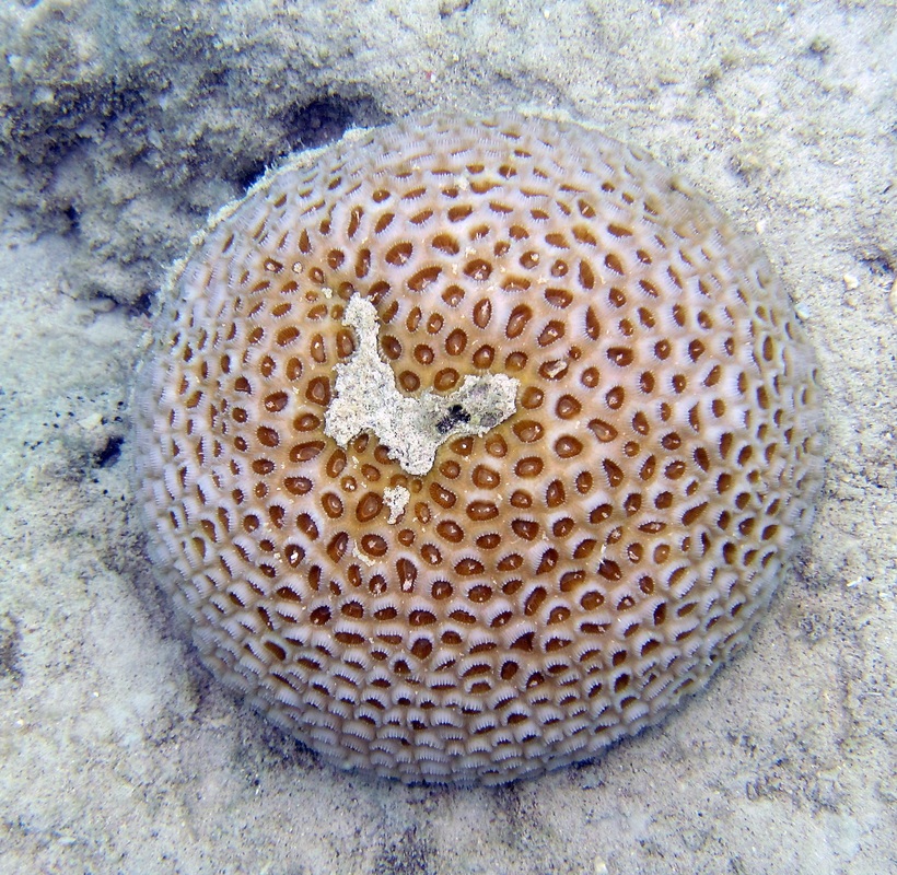 Bawah Underwater 255