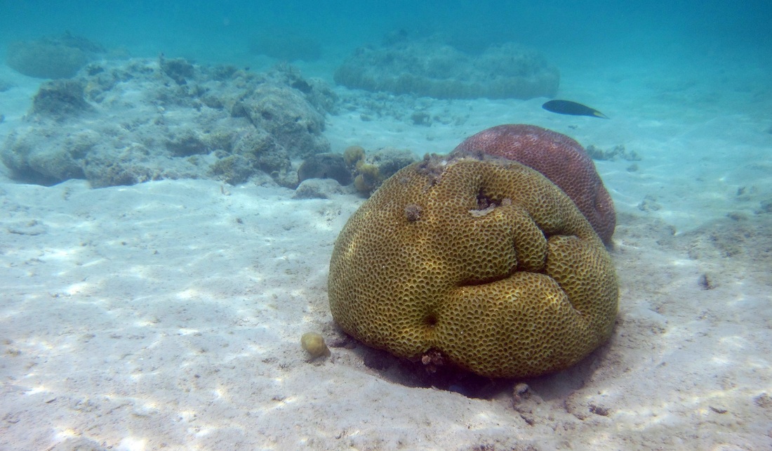 Bawah Underwater 256