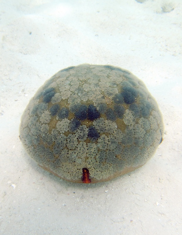 Bawah Underwater 257