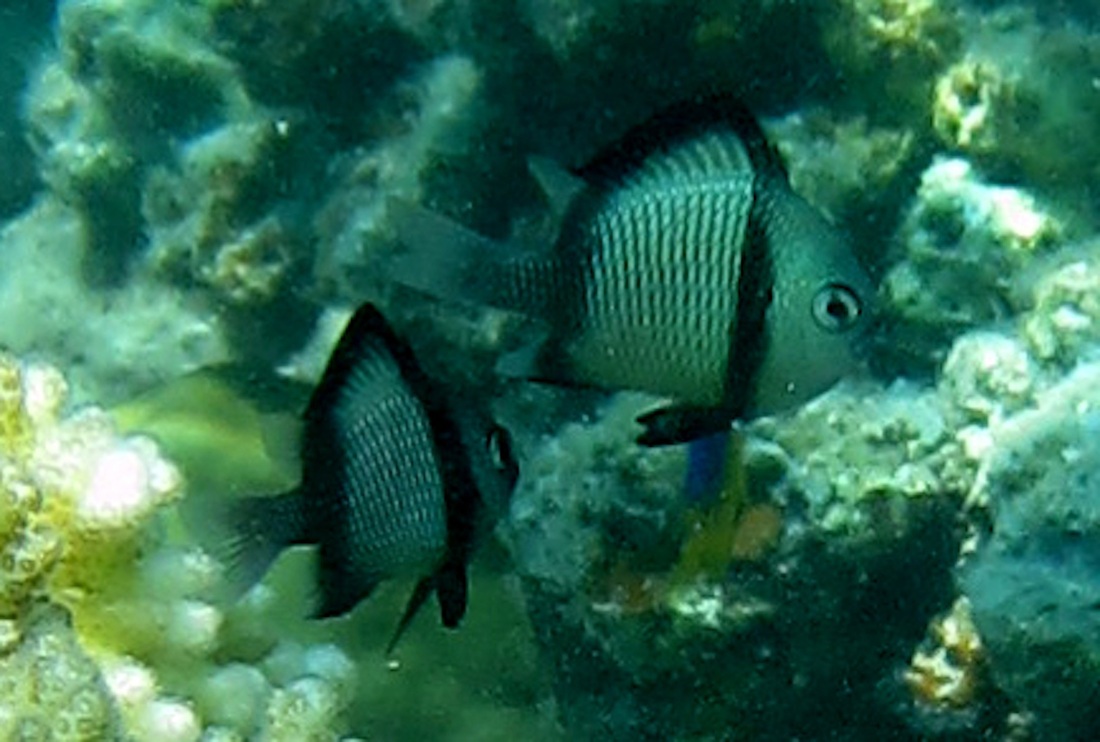 Bawah Underwater 258