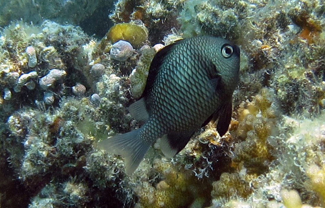 Bawah Underwater 259
