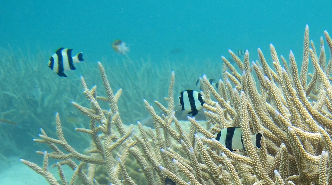 Bawah Underwater 260