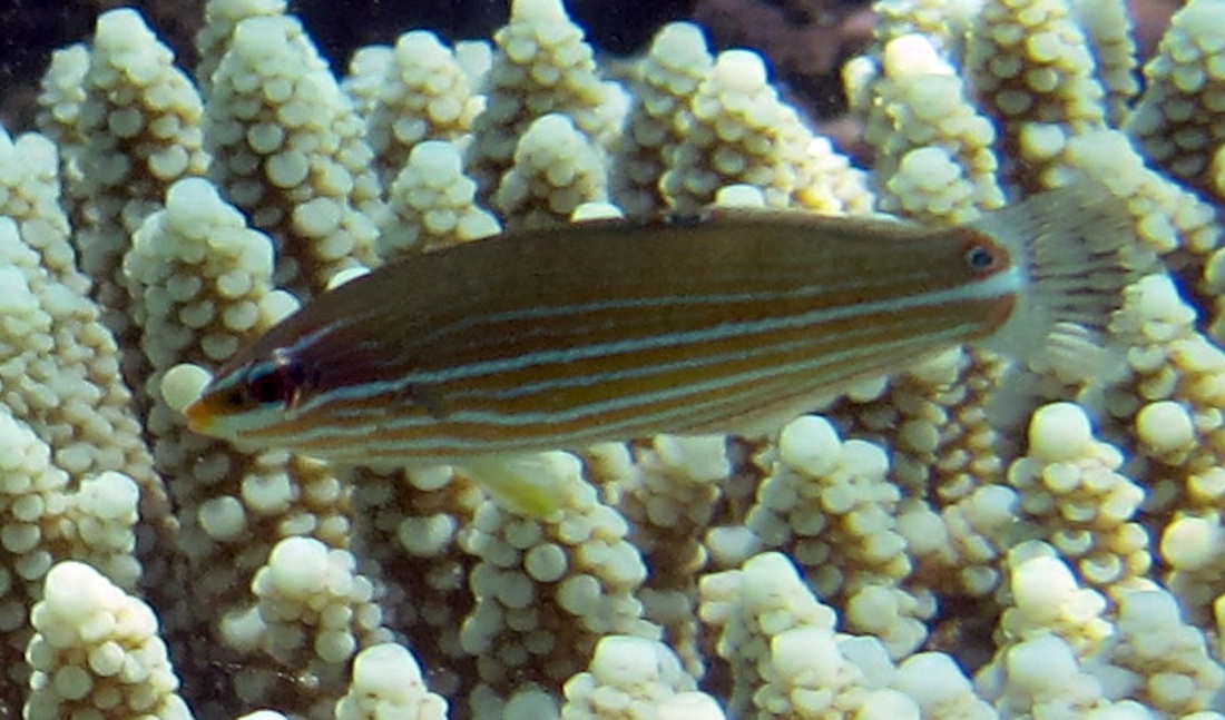 Bawah Underwater 261