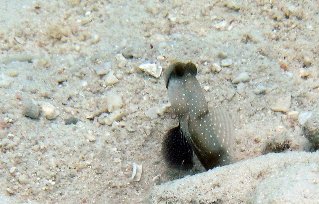 Bawah Underwater 263