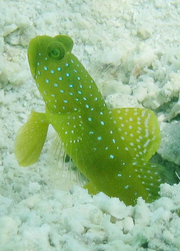 Bawah Underwater 264