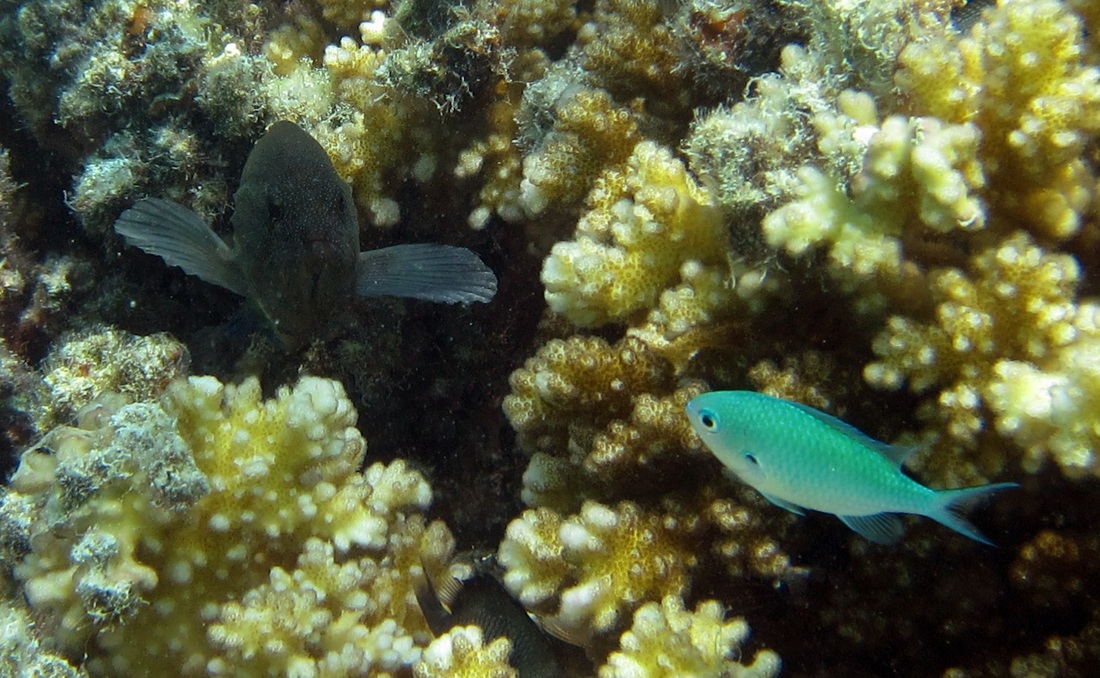 Bawah Underwater 265