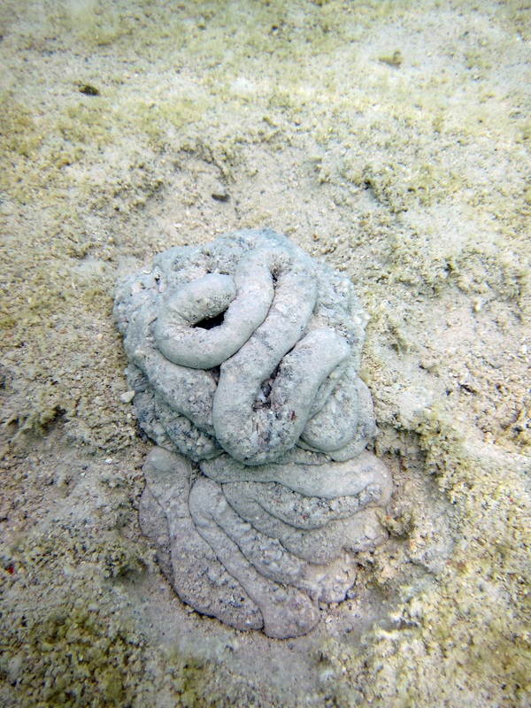 Bawah Underwater 266