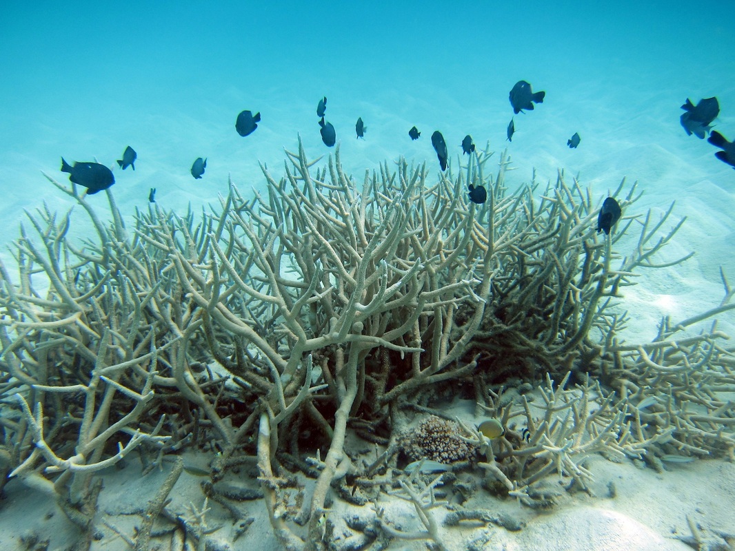 Bawah Underwater 268