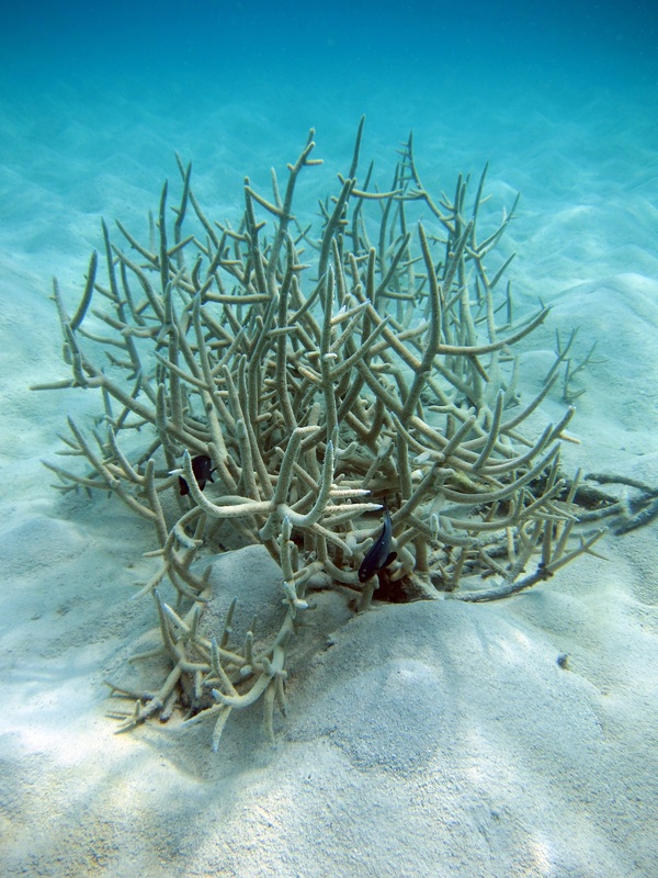 Bawah Underwater 269