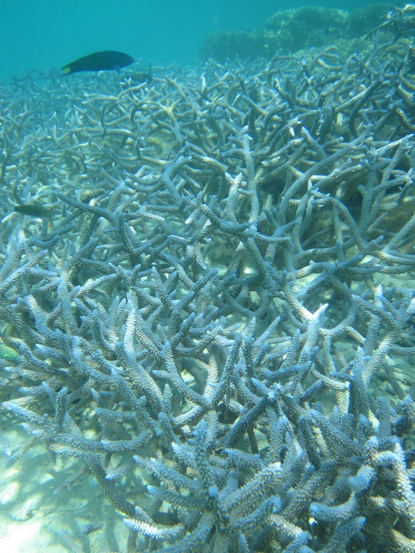 Bawah Underwater 270