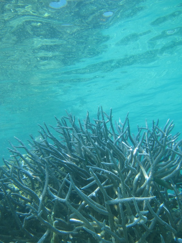 Bawah Underwater 271