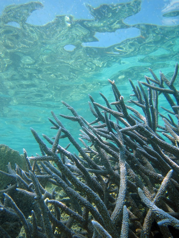 Bawah Underwater 272