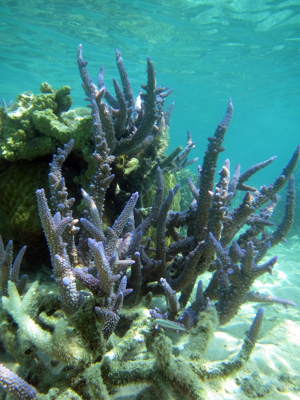 Bawah Underwater 273