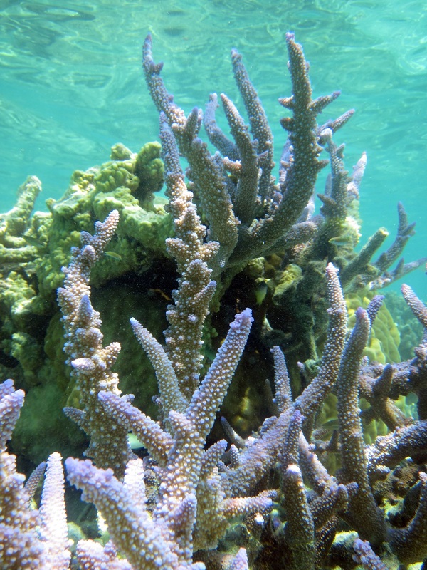 Bawah Underwater 274