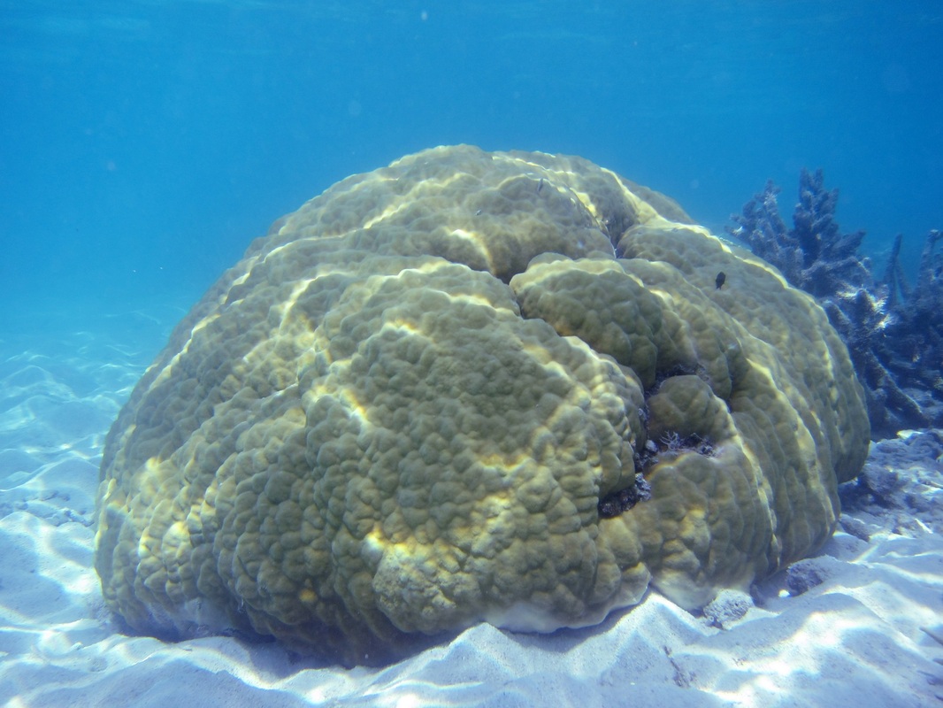 Bawah Underwater 275