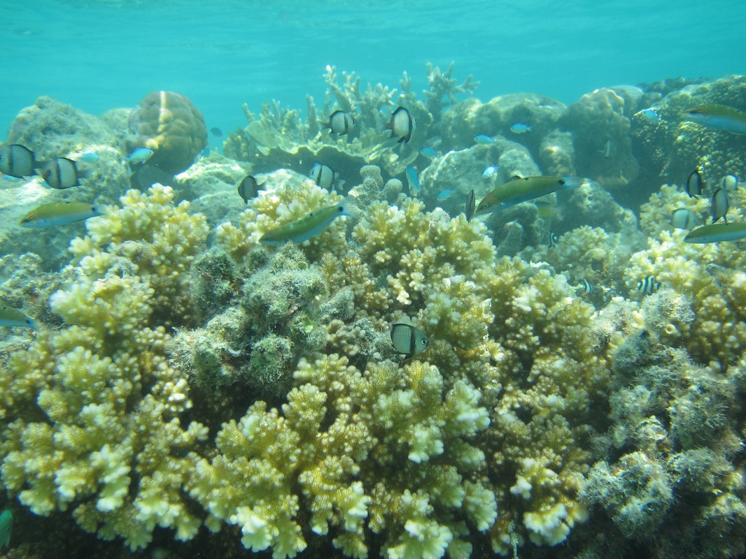Bawah Underwater 276
