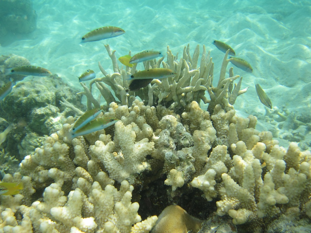 Bawah Underwater 277