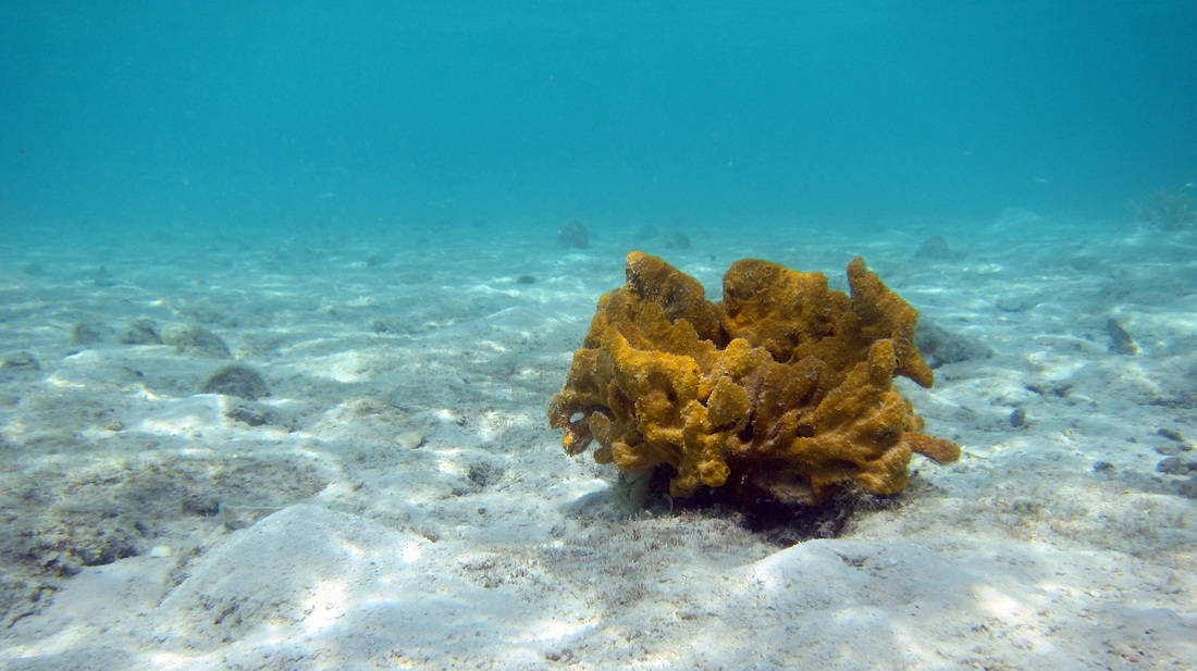 Bawah Underwater 279