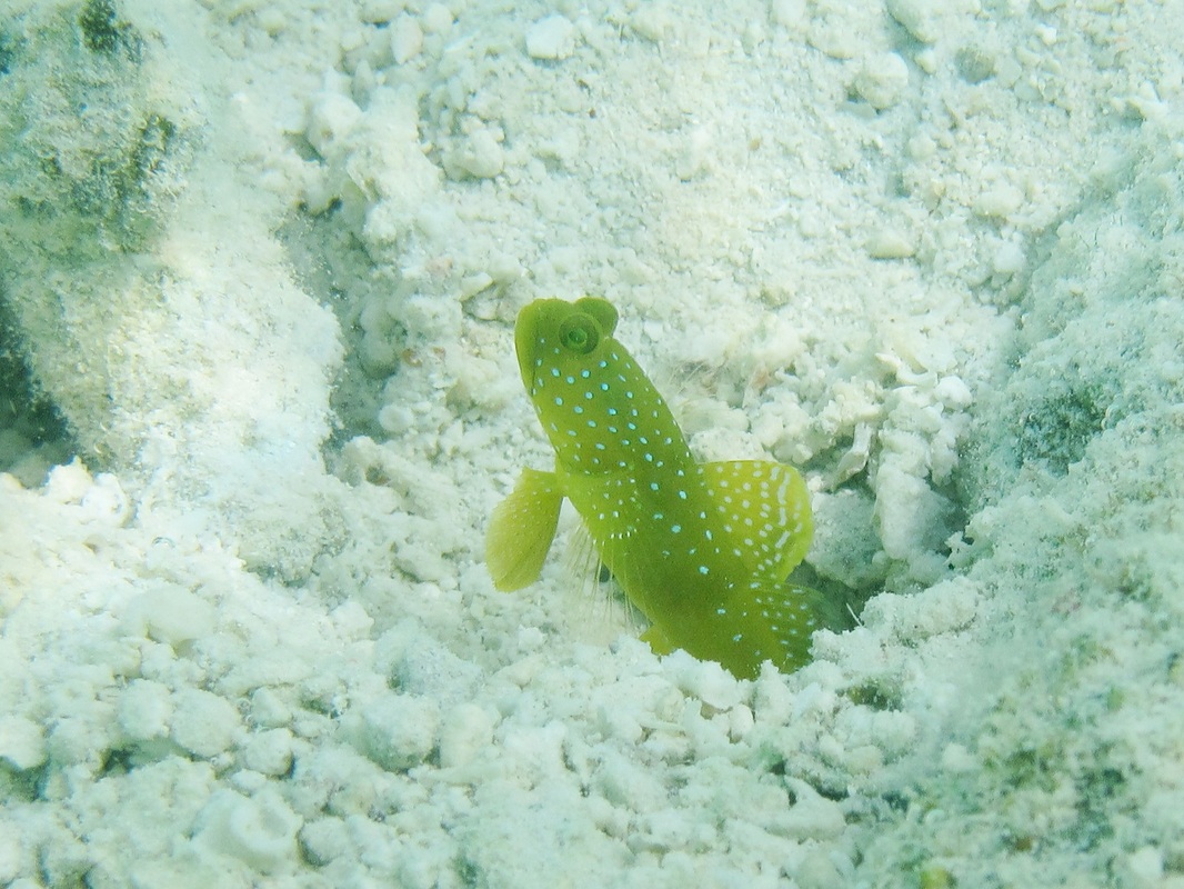 Bawah Underwater 280