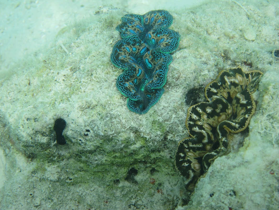 Bawah Underwater 281
