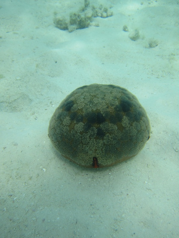 Bawah Underwater 282