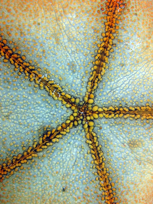 Bawah Underwater 283