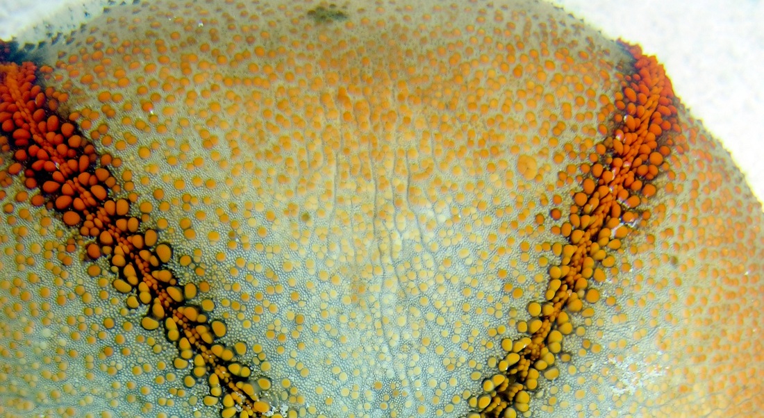 Bawah Underwater 284