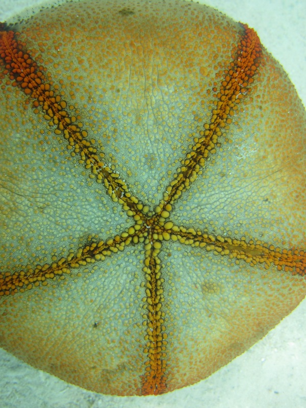 Bawah Underwater 285