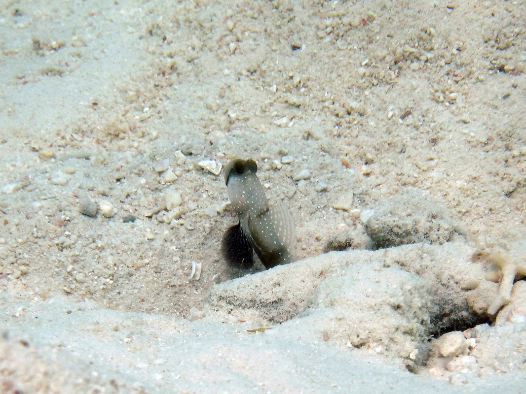Bawah Underwater 286