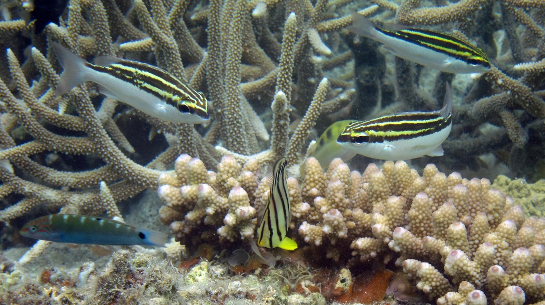 Bawah Underwater 287