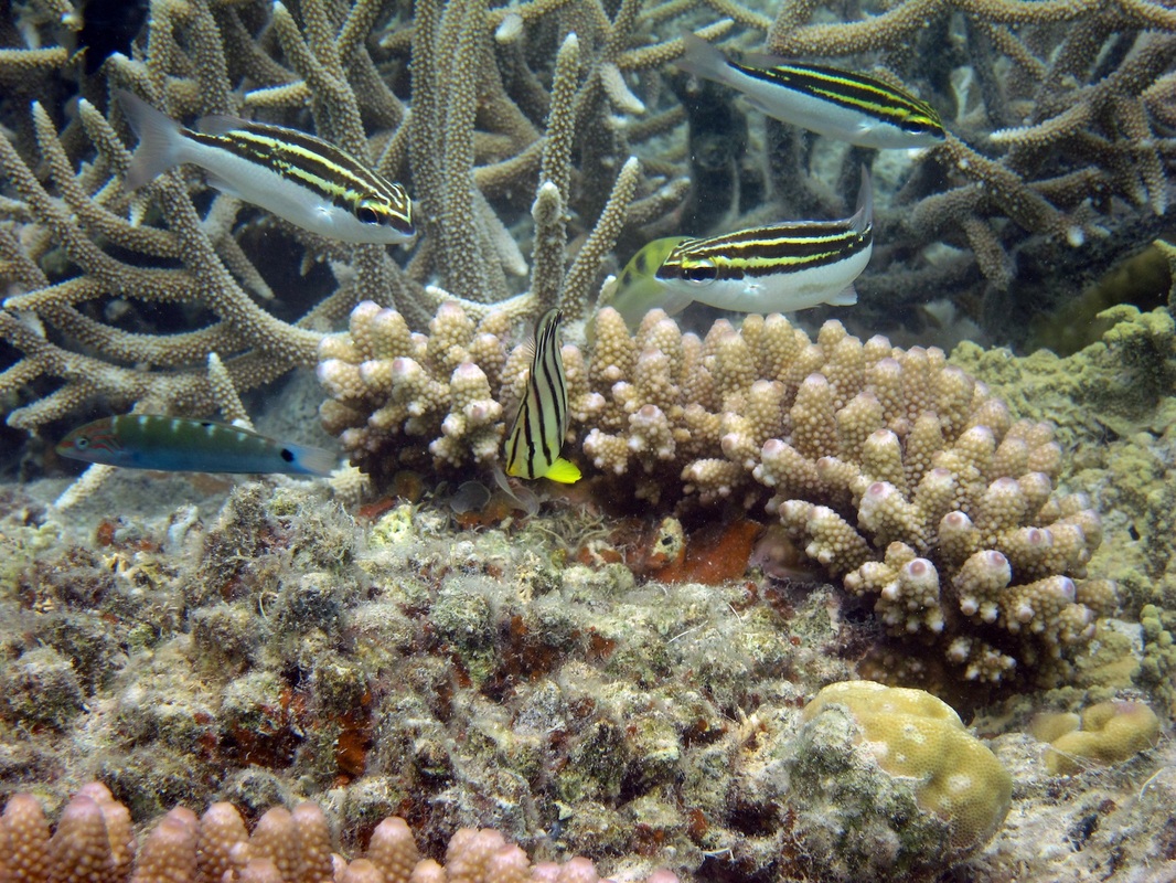 Bawah Underwater 288