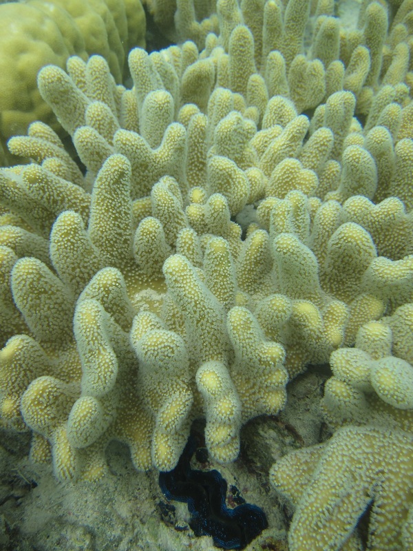 Bawah Underwater 289