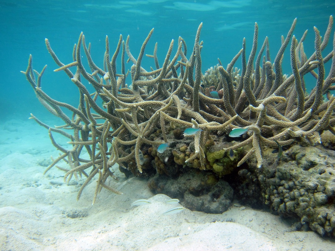Bawah Underwater 290