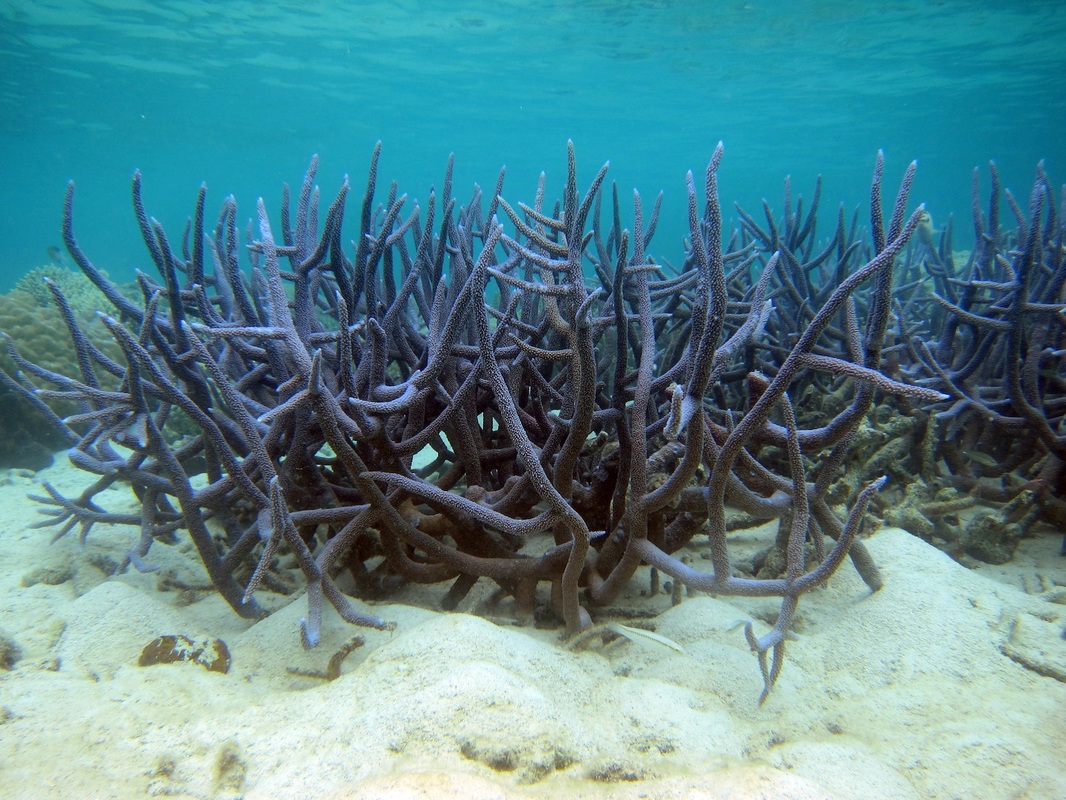 Bawah Underwater 291