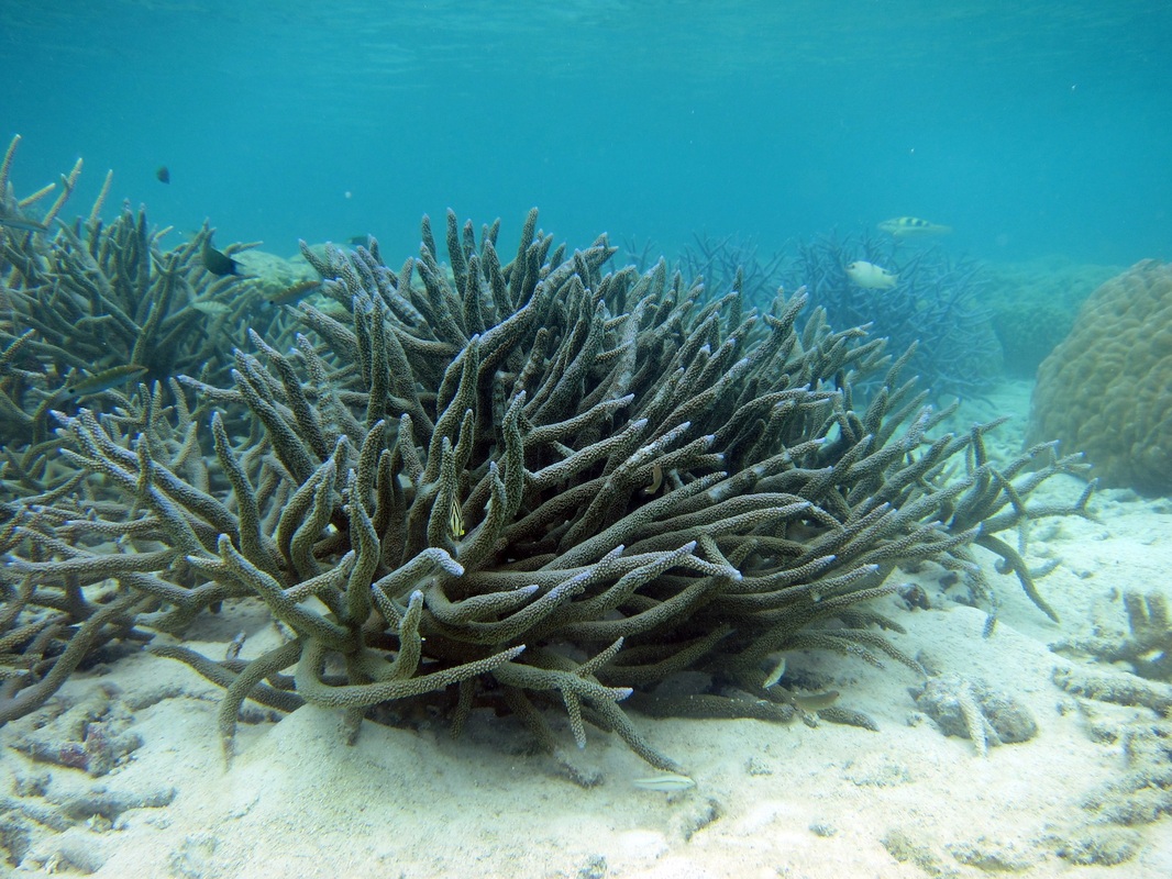 Bawah Underwater 292