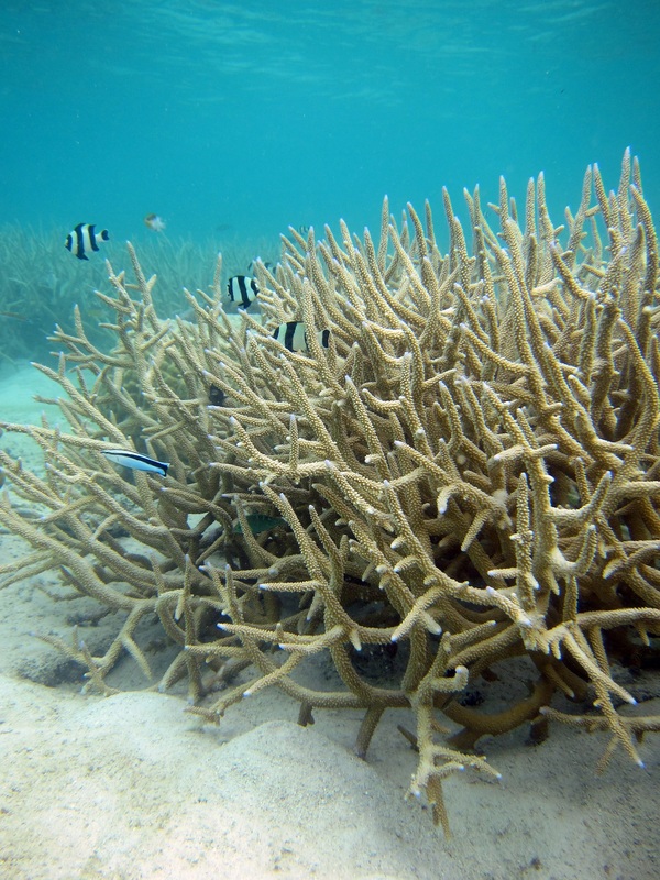 Bawah Underwater 293