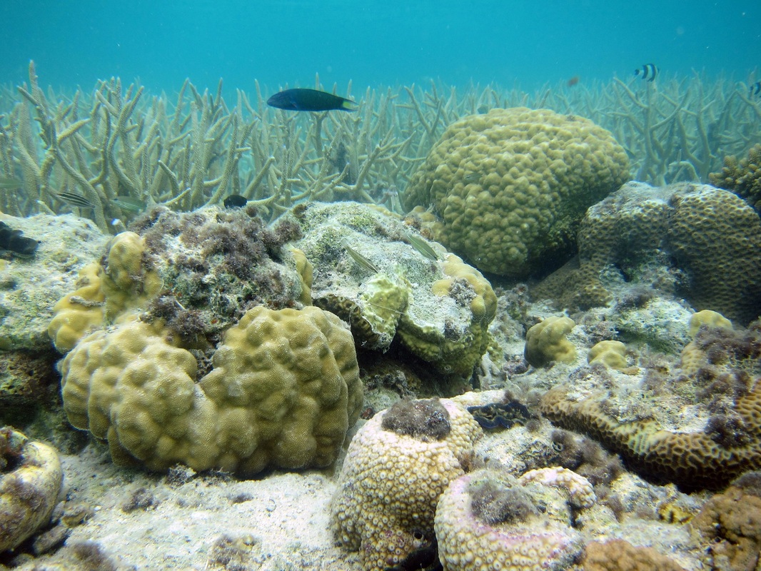 Bawah Underwater 294