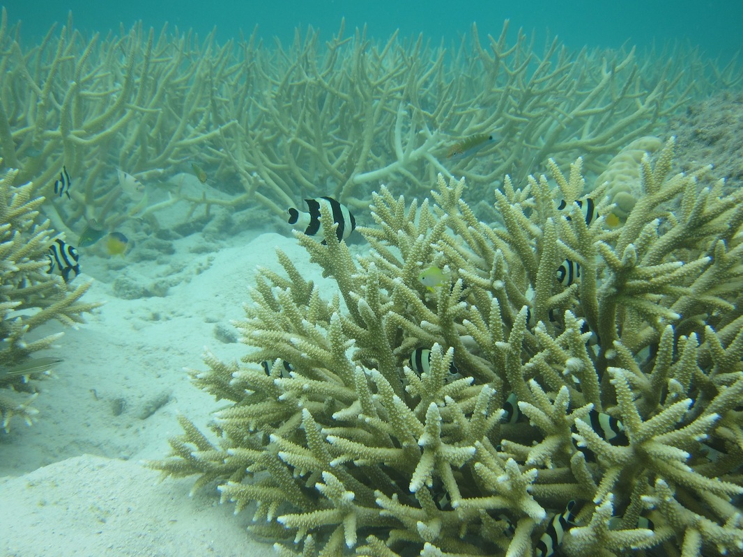 Bawah Underwater 295