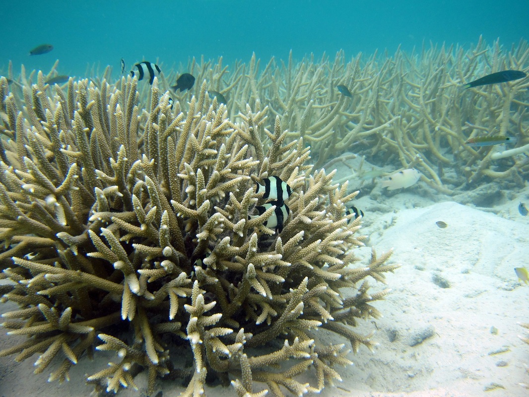 Bawah Underwater 296