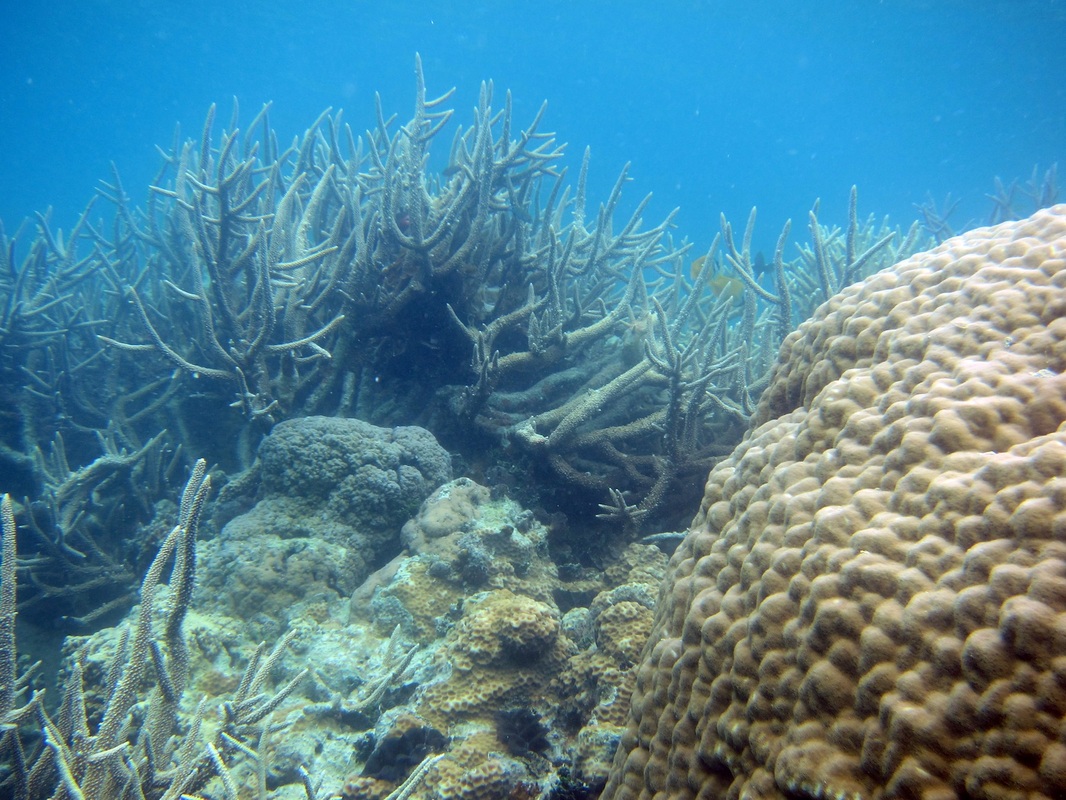 Bawah Underwater 297